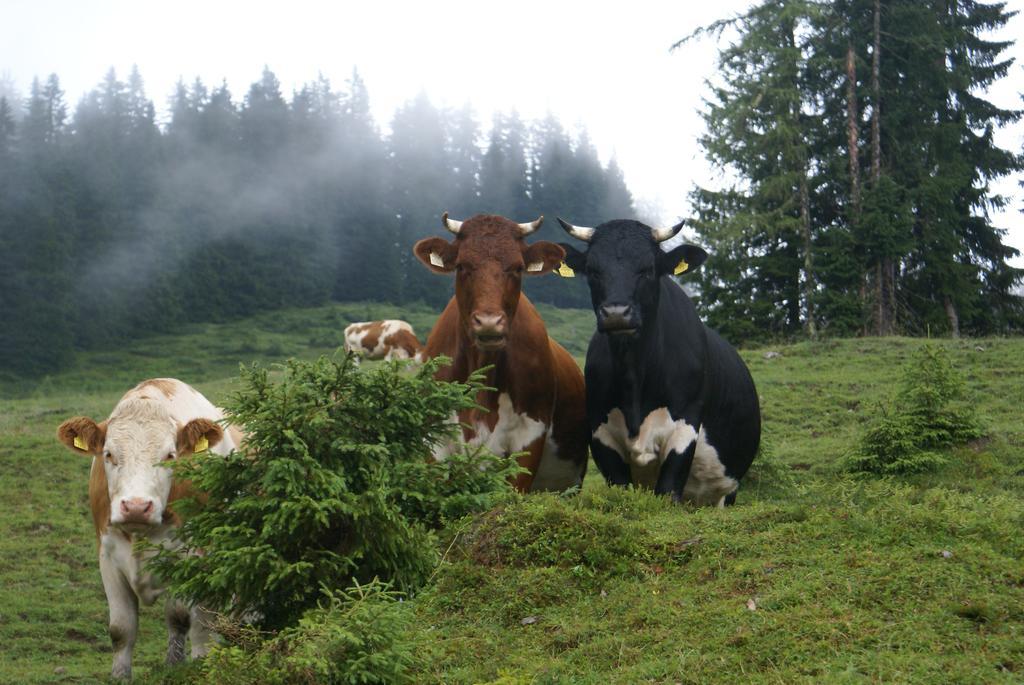 达斯索耐克公寓 Mühlbach am Hochkönig 外观 照片